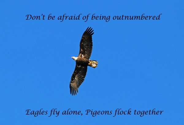 Fly Alone by Deb Oppermann